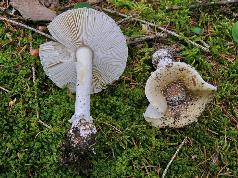 Amanita junquillea.